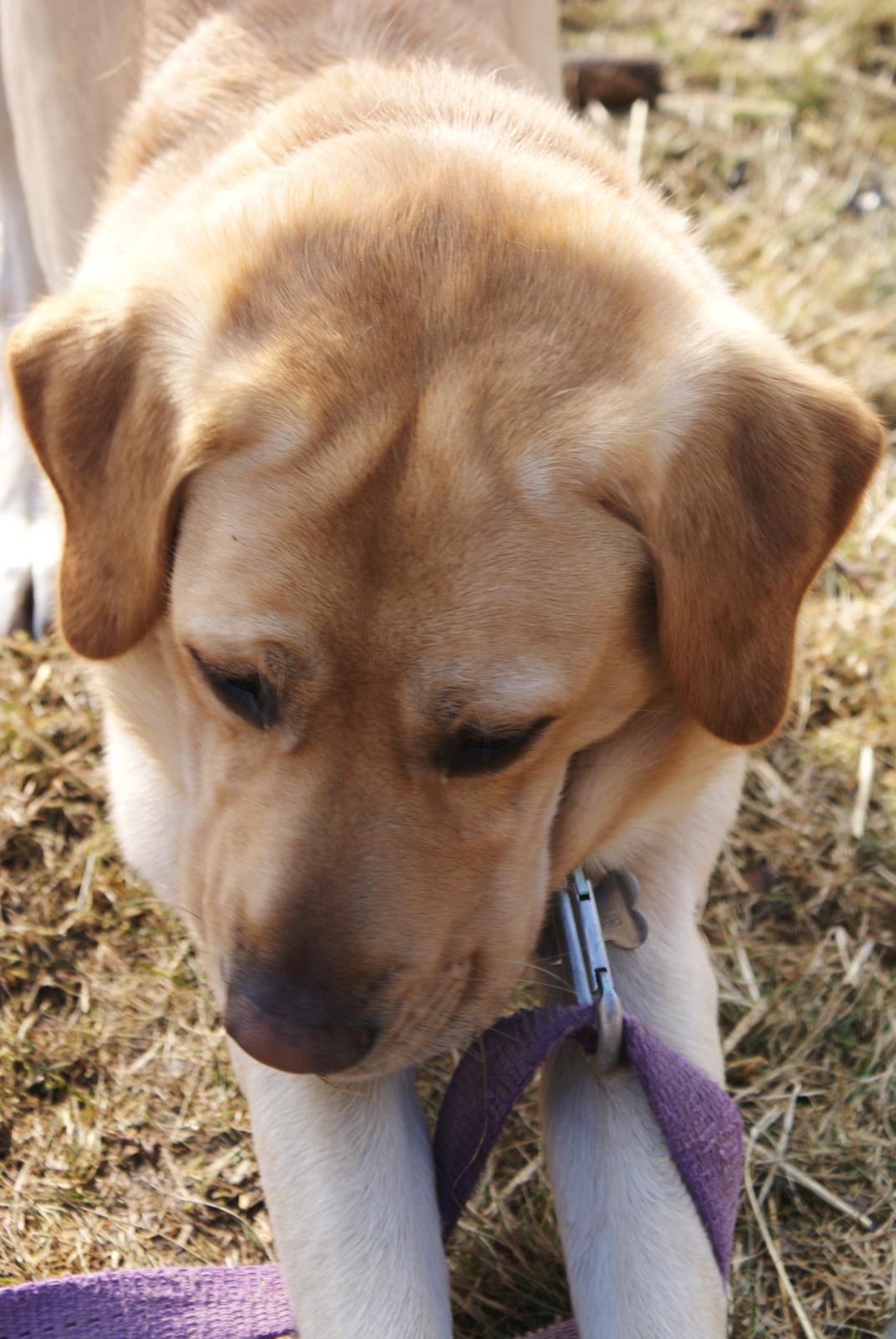 Labrador retriever Baloo billede 3