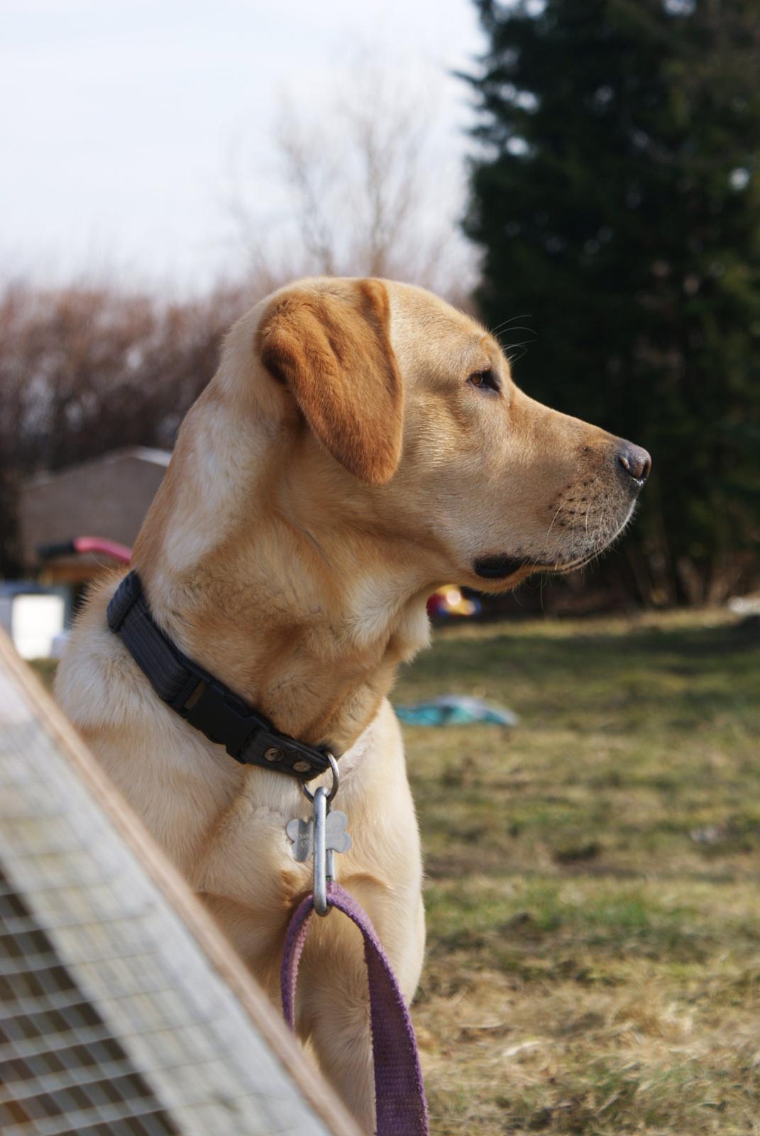 Labrador retriever Baloo billede 2