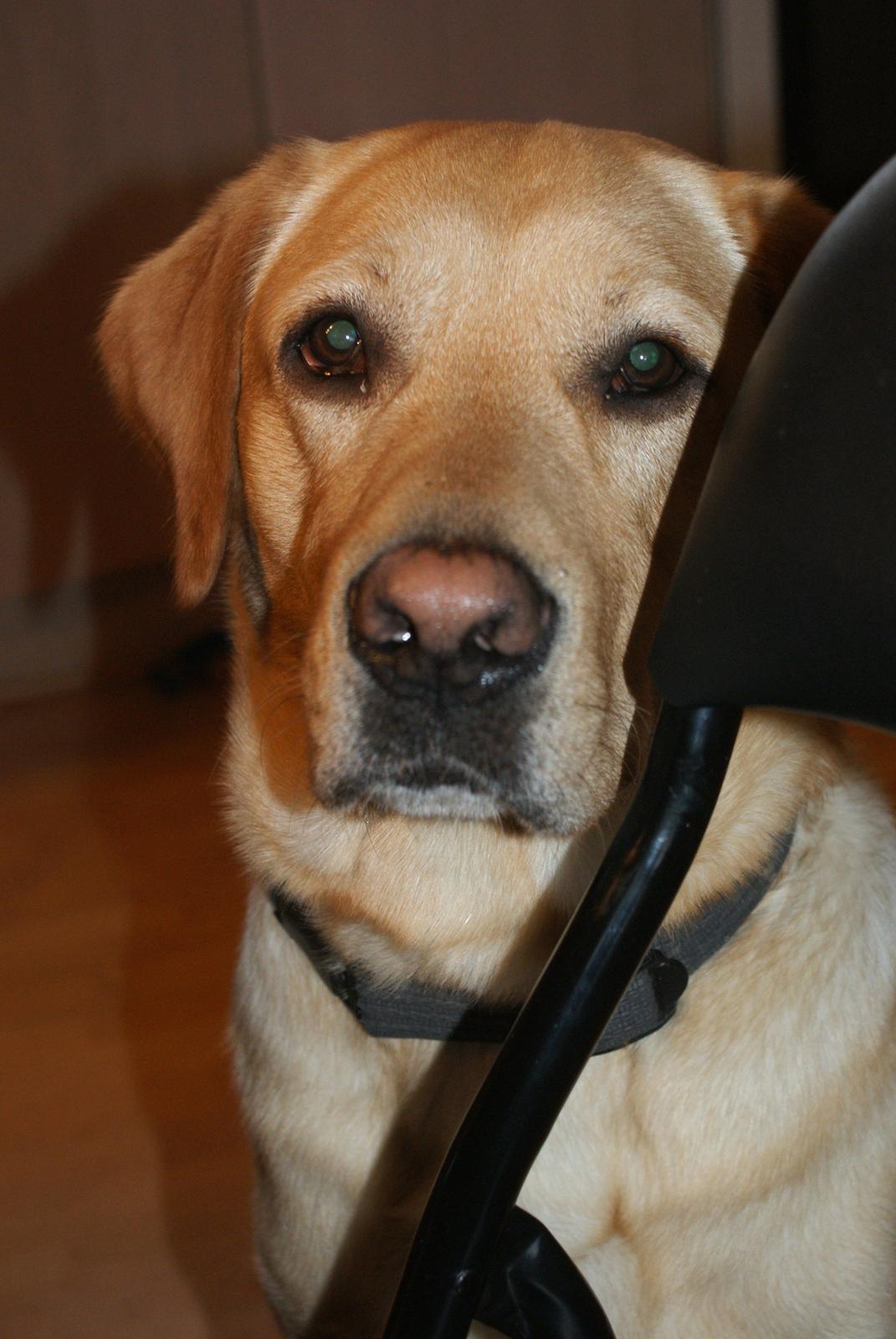 Labrador retriever Baloo billede 4