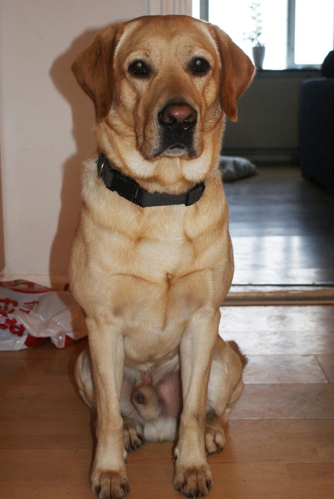 Labrador retriever Baloo billede 5