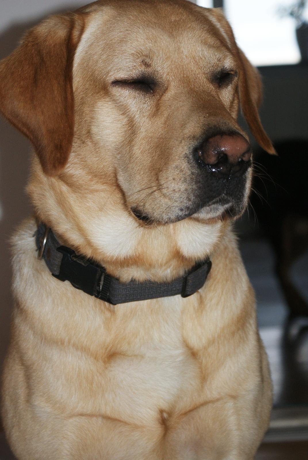 Labrador retriever Baloo billede 6