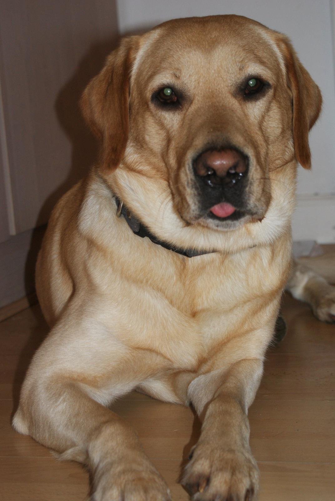 Labrador retriever Baloo billede 7