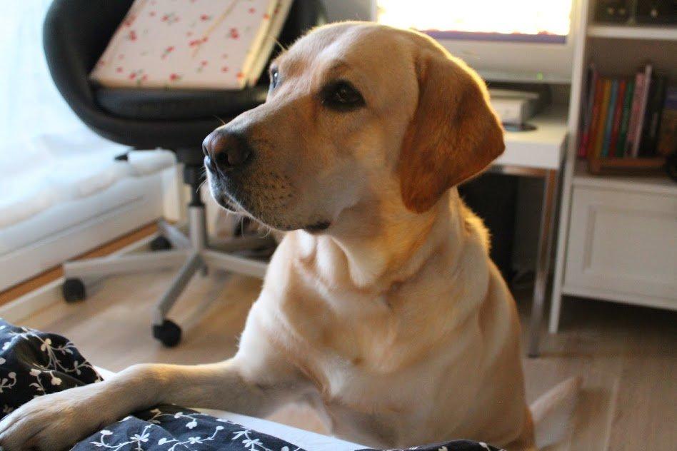 Labrador retriever Baloo billede 1