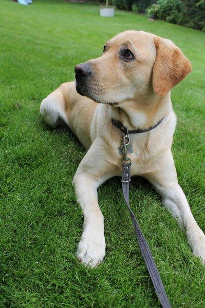 Labrador retriever Baloo billede 8