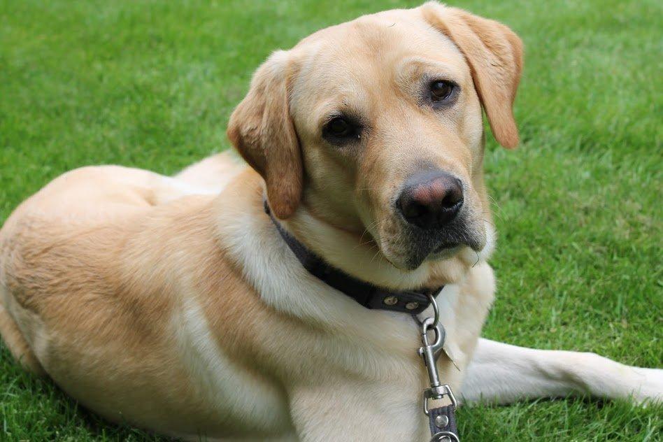 Labrador retriever Baloo billede 9