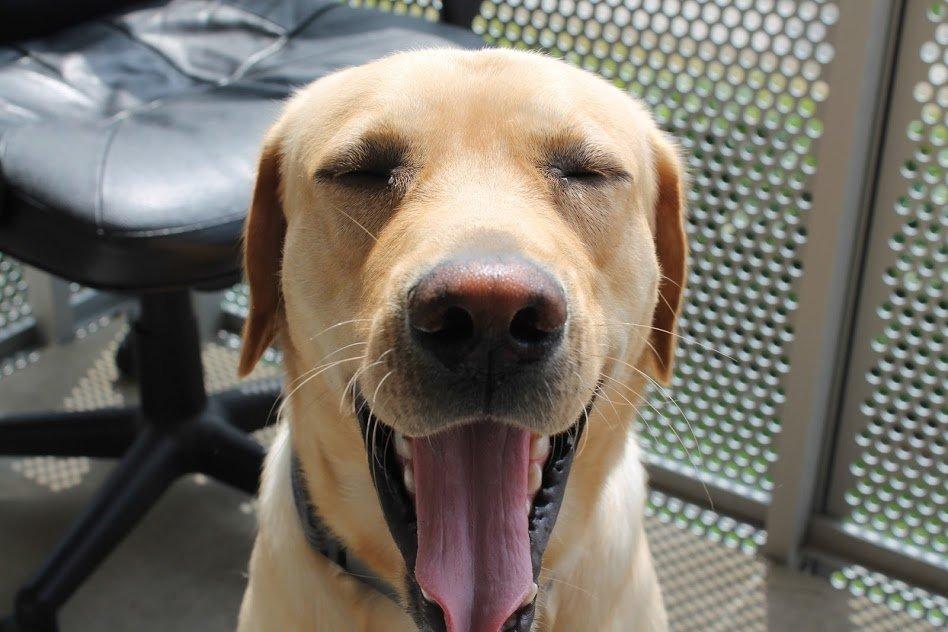 Labrador retriever Baloo billede 10