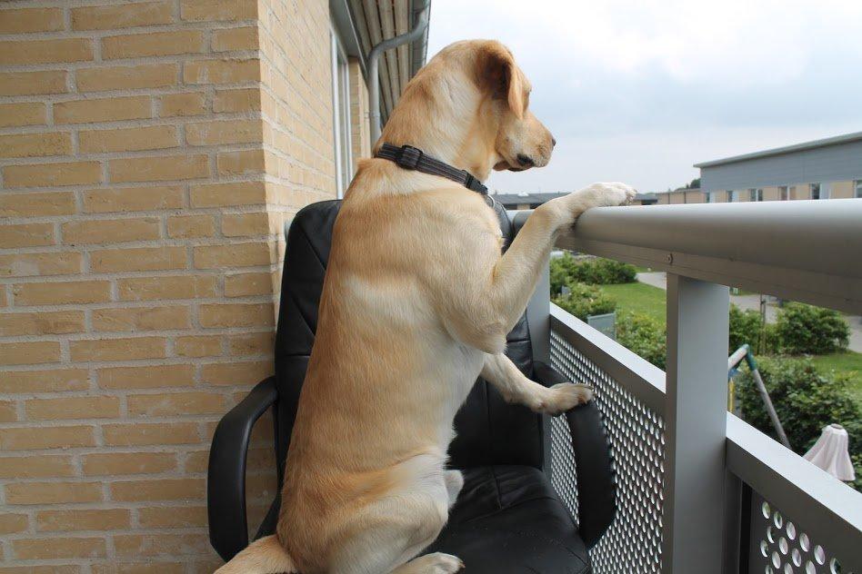 Labrador retriever Baloo billede 11