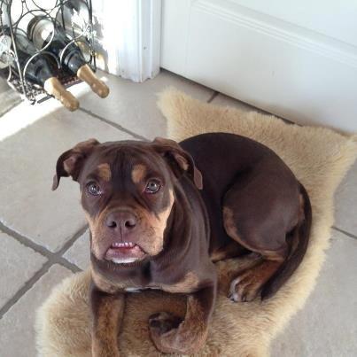 Olde english bulldogge Carlos - Carlos - nu med rigtigt underbid. billede 2