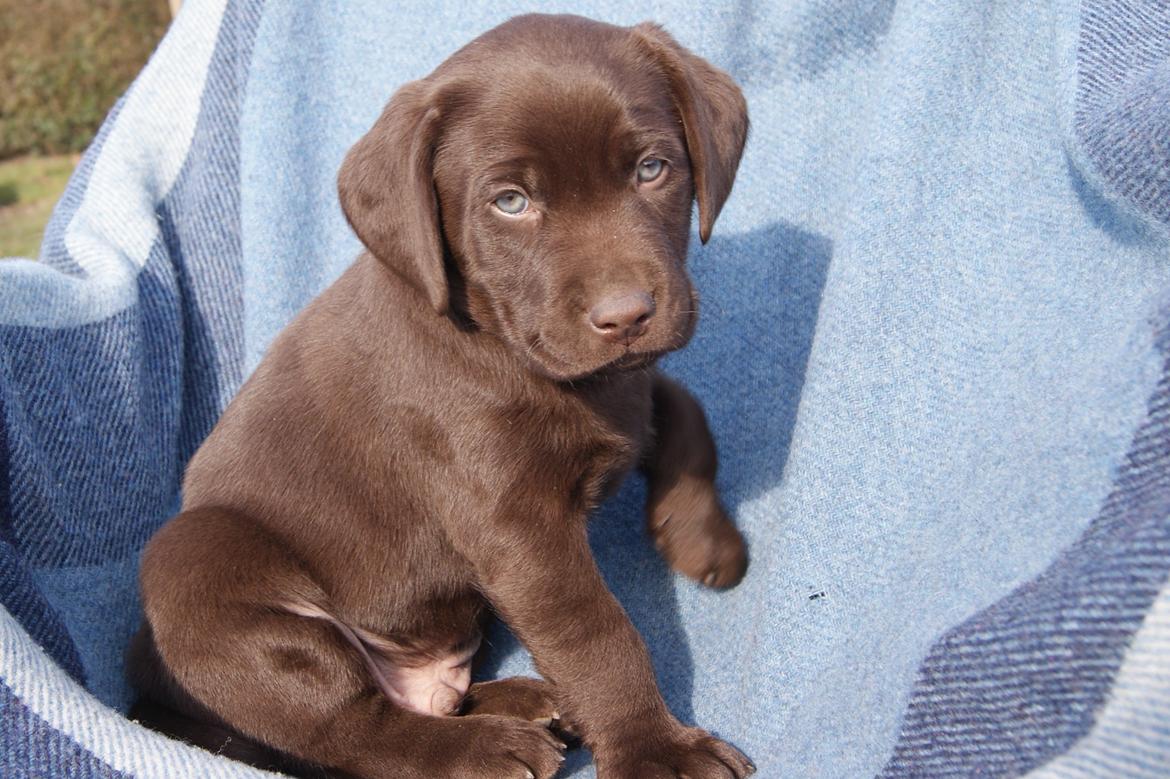 Labrador retriever KENTO - 6 uger billede 1