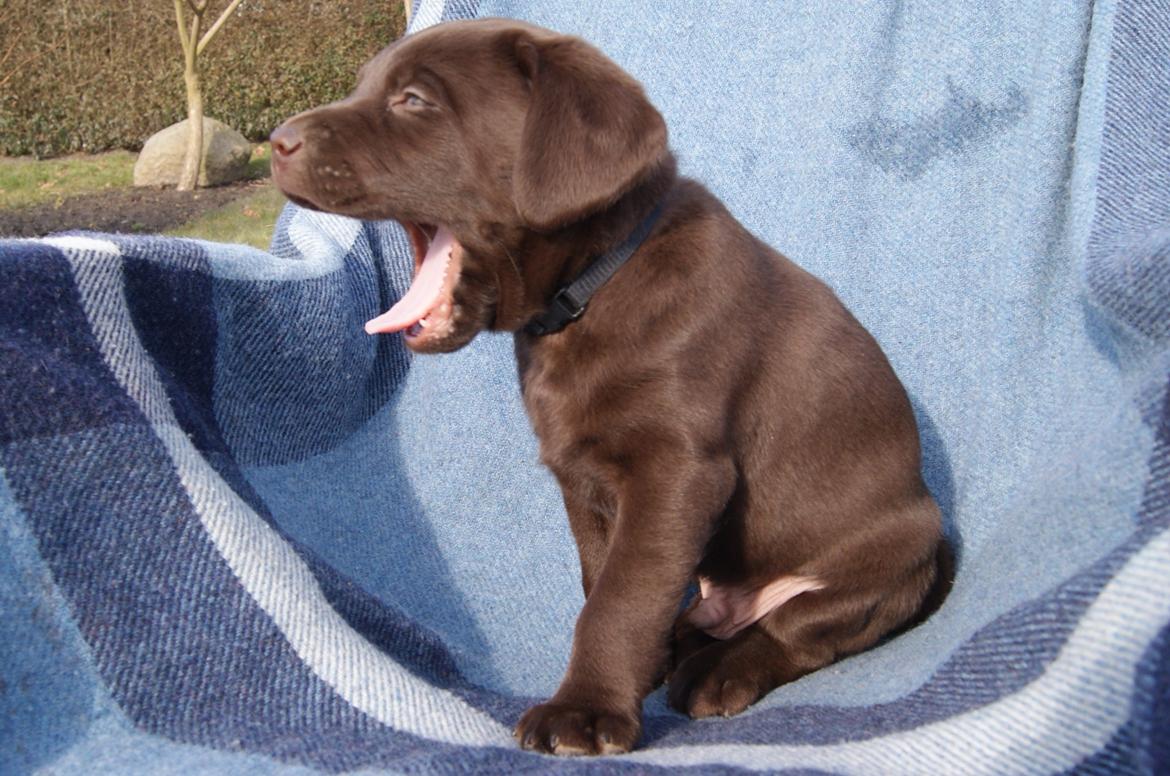 Labrador retriever KENTO - 6 uger billede 4