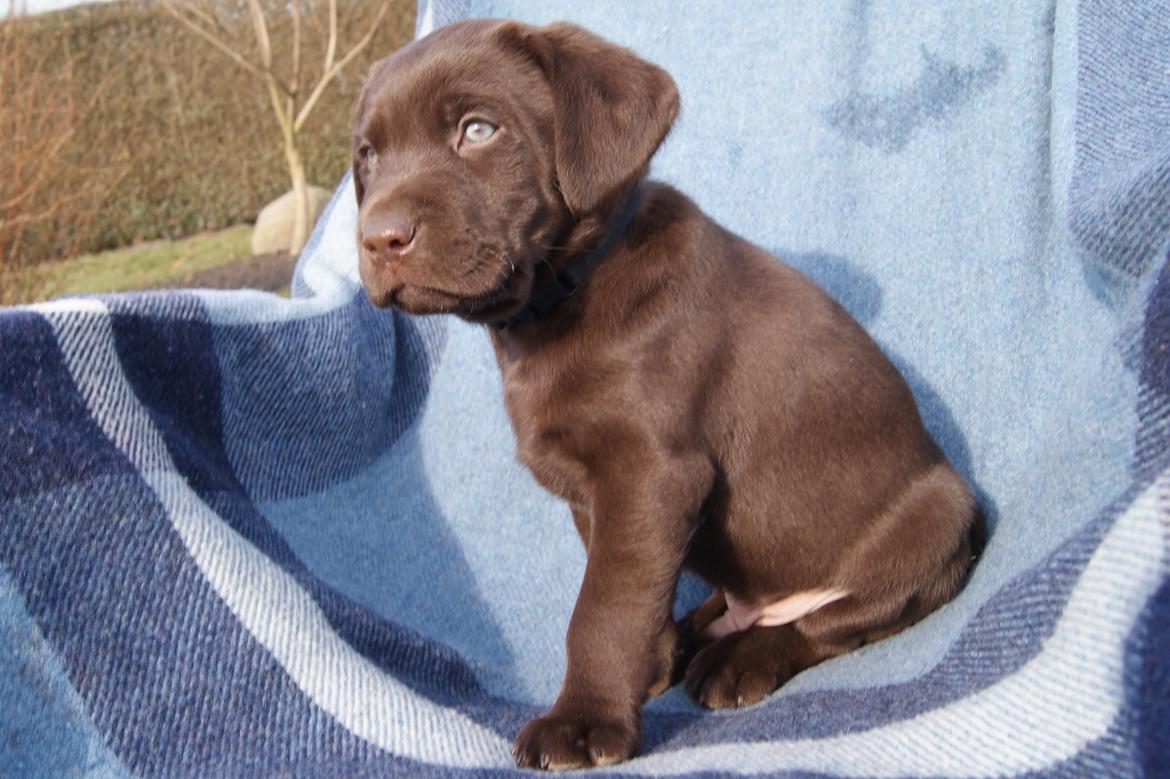 Labrador retriever KENTO - 6 uger billede 5