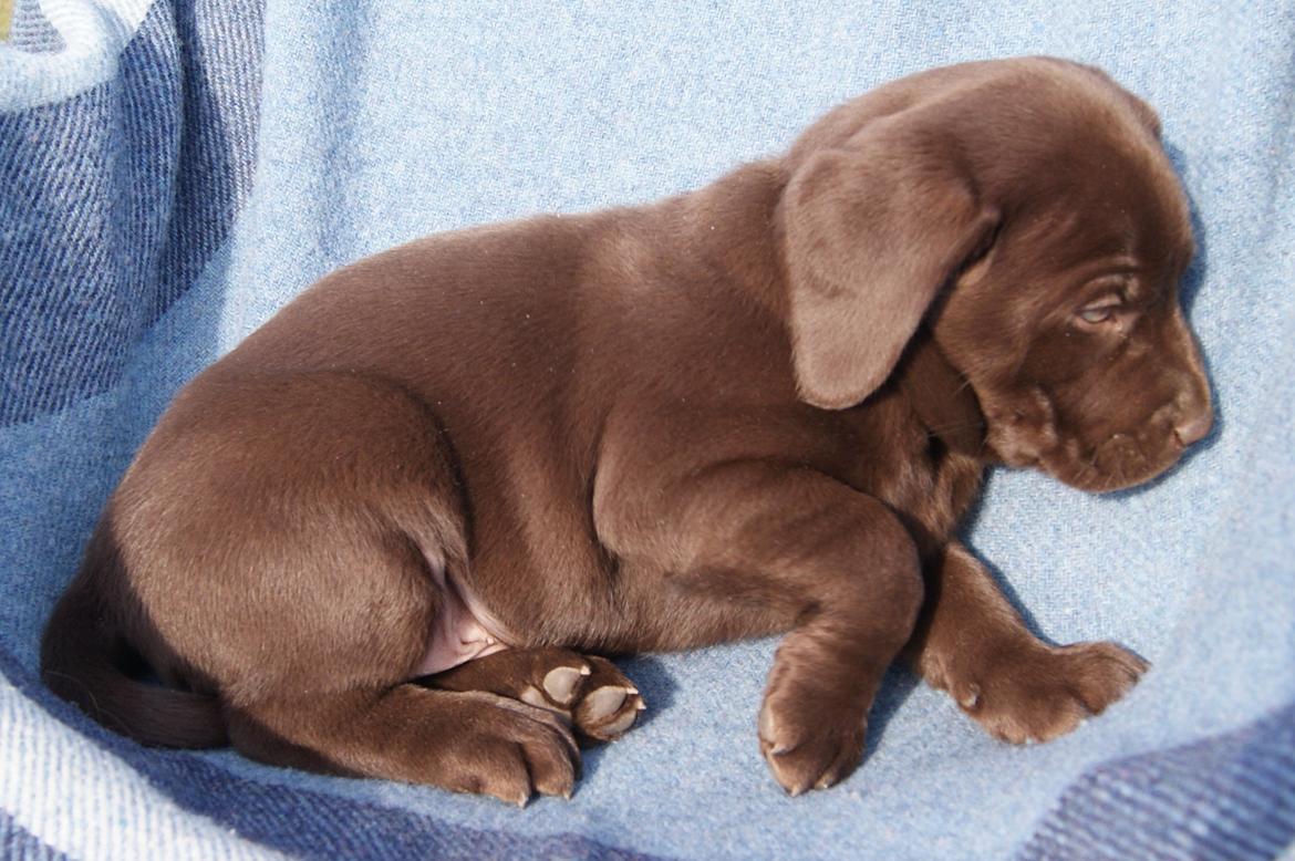 Labrador retriever KENTO - 6 uger billede 6