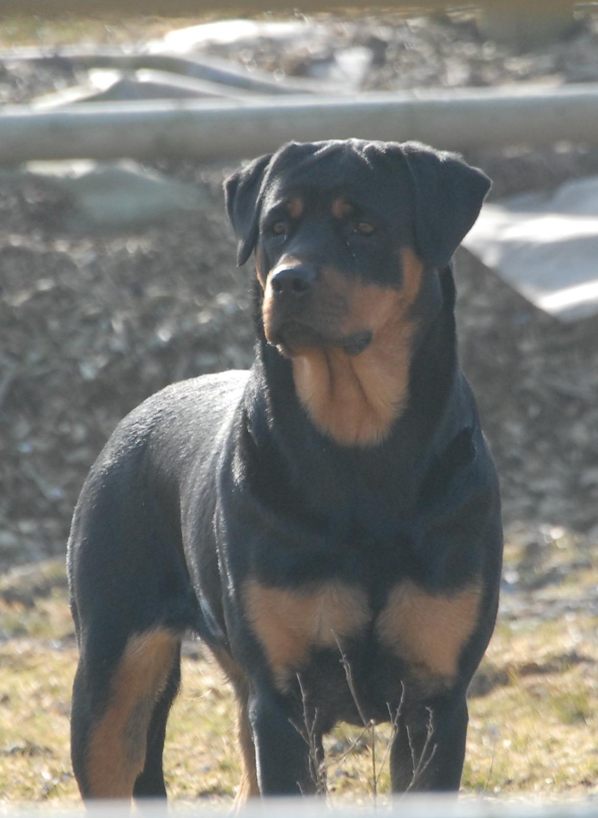 Rottweiler Bailey - Smukke Fisen<3 billede 13