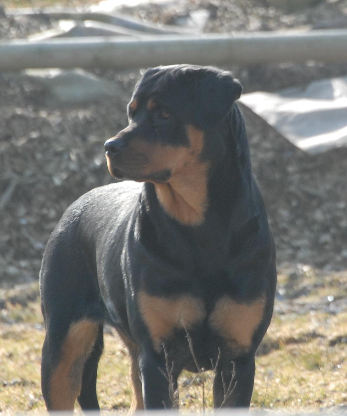 Rottweiler Bailey billede 14