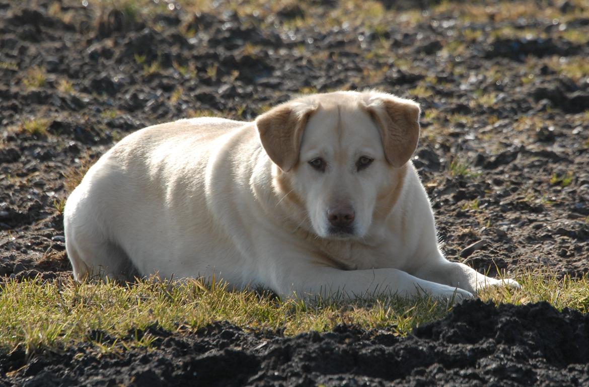 Blanding af racer Neela billede 1