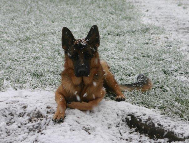 Schæferhund Jerry Lee (Pelo Chuk) billede 6