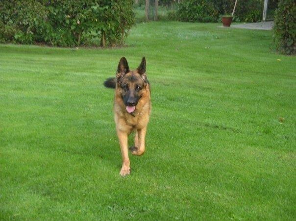 Schæferhund Jerry Lee (Pelo Chuk) billede 7