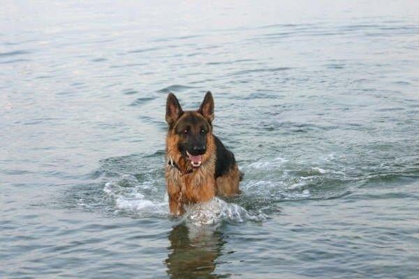 Schæferhund Jerry Lee (Pelo Chuk) billede 8