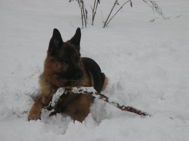 Schæferhund Jerry Lee (Pelo Chuk) billede 9