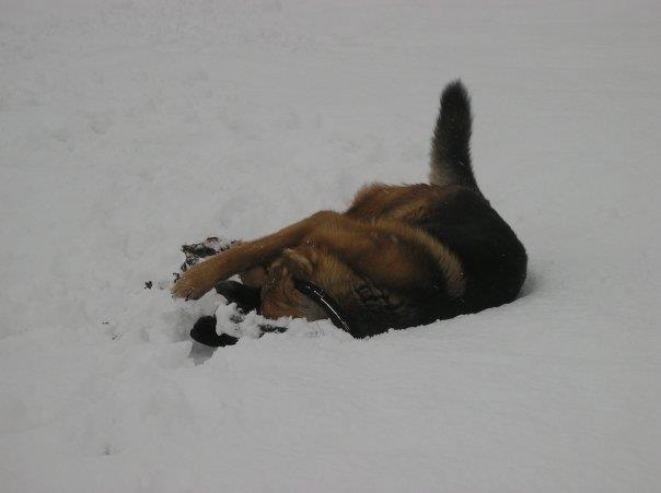 Schæferhund Jerry Lee (Pelo Chuk) billede 10