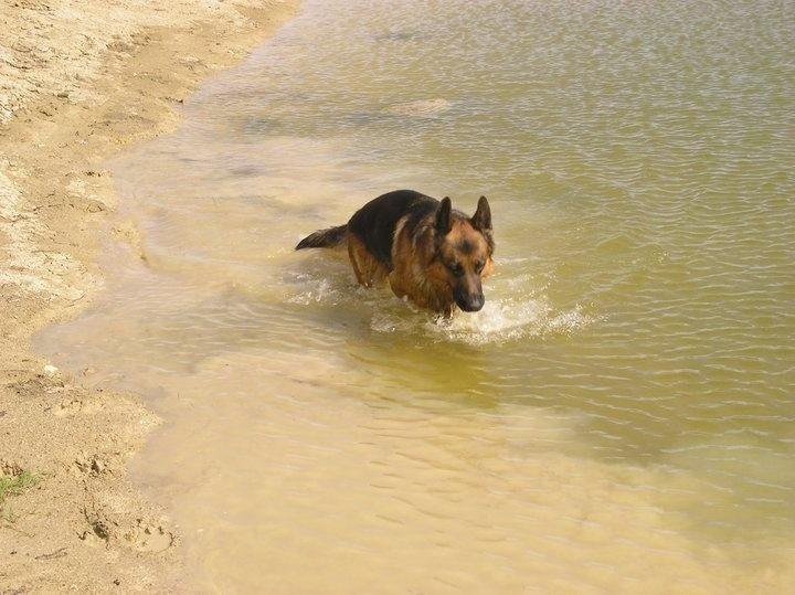 Schæferhund Jerry Lee (Pelo Chuk) billede 11