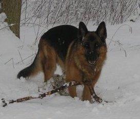 Schæferhund Jerry Lee (Pelo Chuk) billede 13