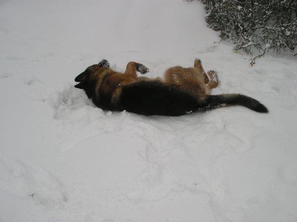 Schæferhund Jerry Lee (Pelo Chuk) billede 12