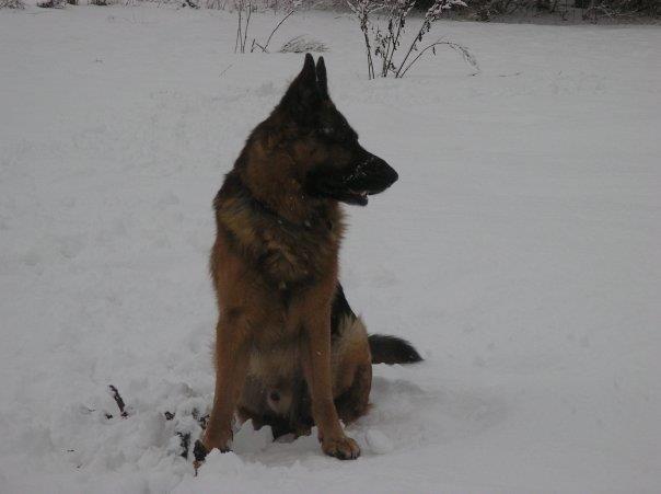 Schæferhund Jerry Lee (Pelo Chuk) billede 14