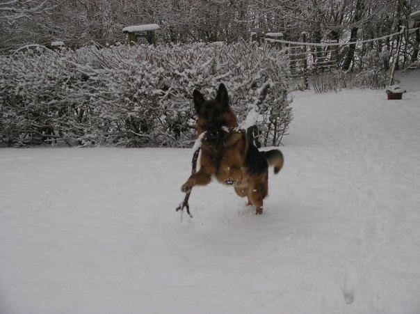 Schæferhund Jerry Lee (Pelo Chuk) billede 16