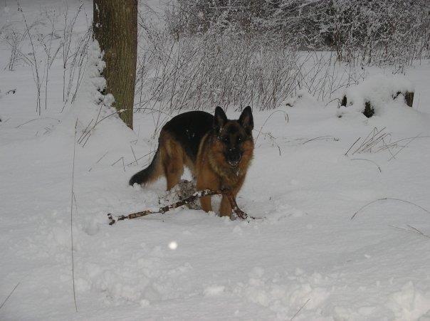 Schæferhund Jerry Lee (Pelo Chuk) billede 15