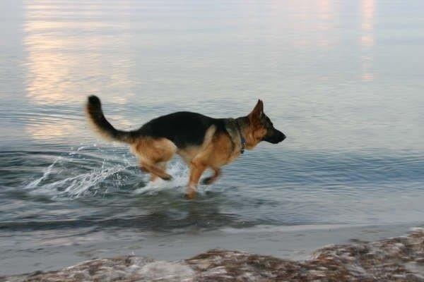 Schæferhund Jerry Lee (Pelo Chuk) billede 17