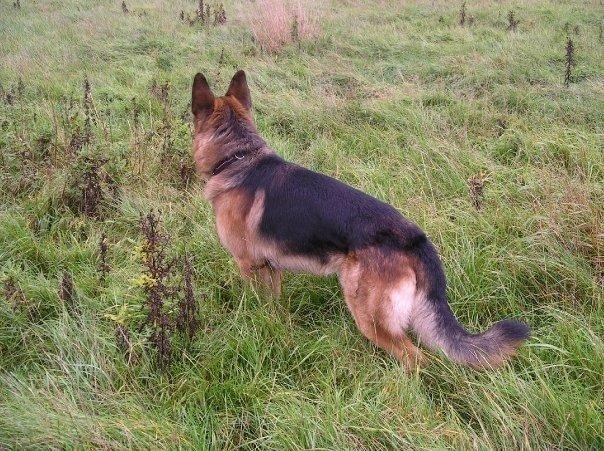 Schæferhund Jerry Lee (Pelo Chuk) billede 18