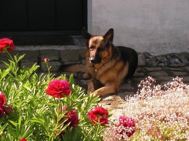 Schæferhund Jerry Lee (Pelo Chuk) billede 20