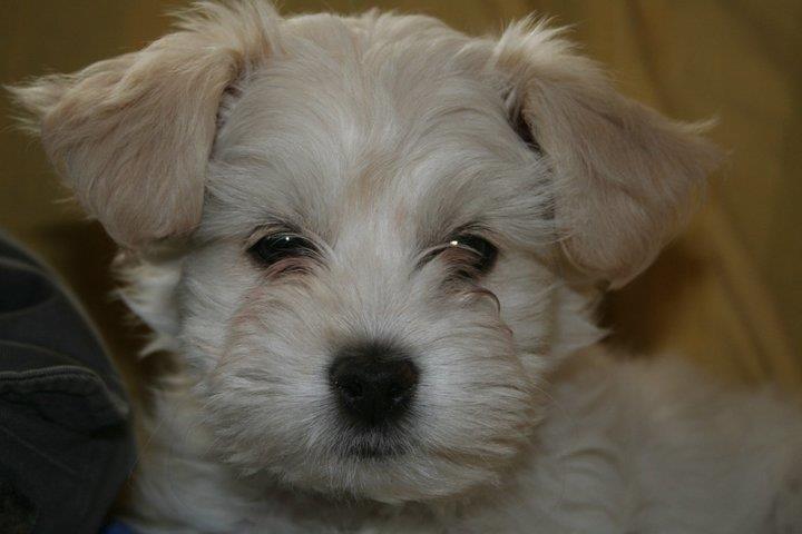 Blanding af racer Charlie billede 5