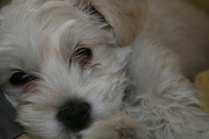 Blanding af racer Charlie billede 6