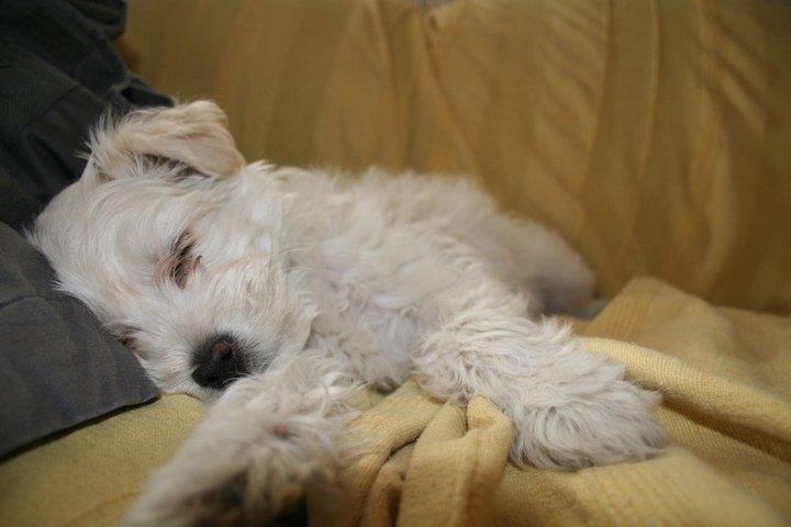 Blanding af racer Charlie billede 7