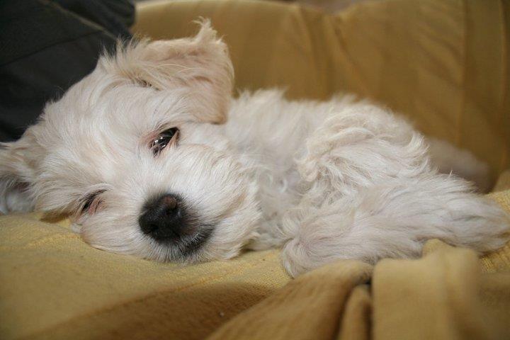 Blanding af racer Charlie billede 8