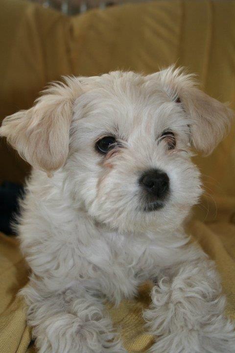 Blanding af racer Charlie billede 9