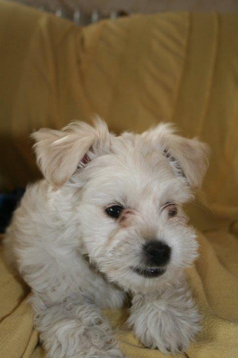 Blanding af racer Charlie billede 10