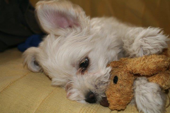 Blanding af racer Charlie billede 11