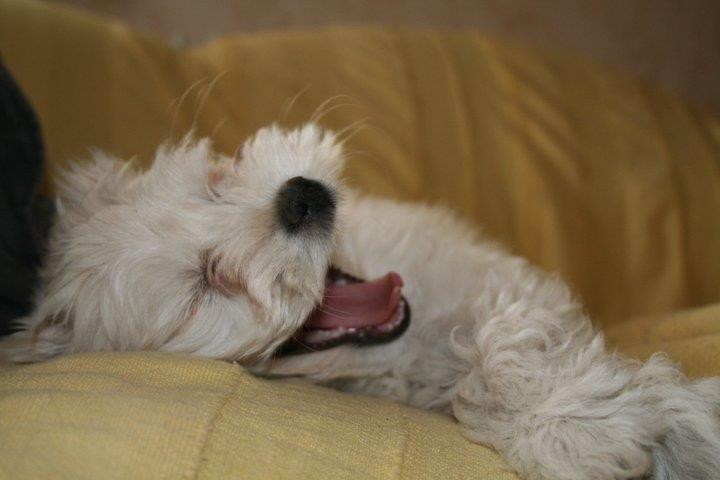 Blanding af racer Charlie billede 12