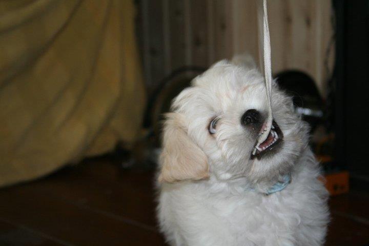 Blanding af racer Charlie billede 13