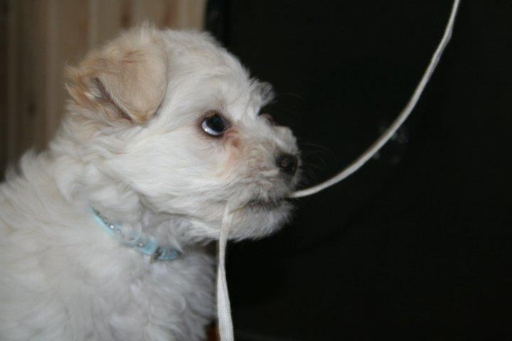 Blanding af racer Charlie billede 14