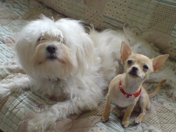 Blanding af racer Charlie billede 15