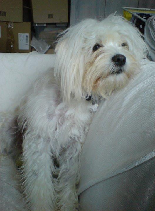 Blanding af racer Charlie billede 16