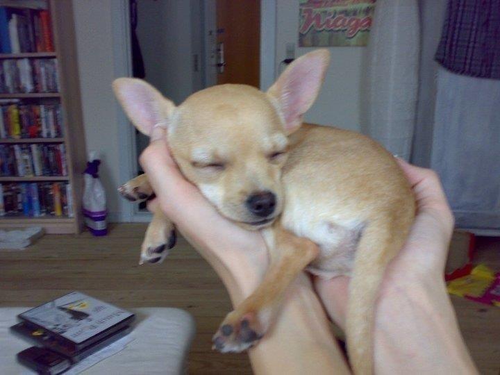 Chihuahua Taco (Lamborghini vom Hochmoor) billede 19