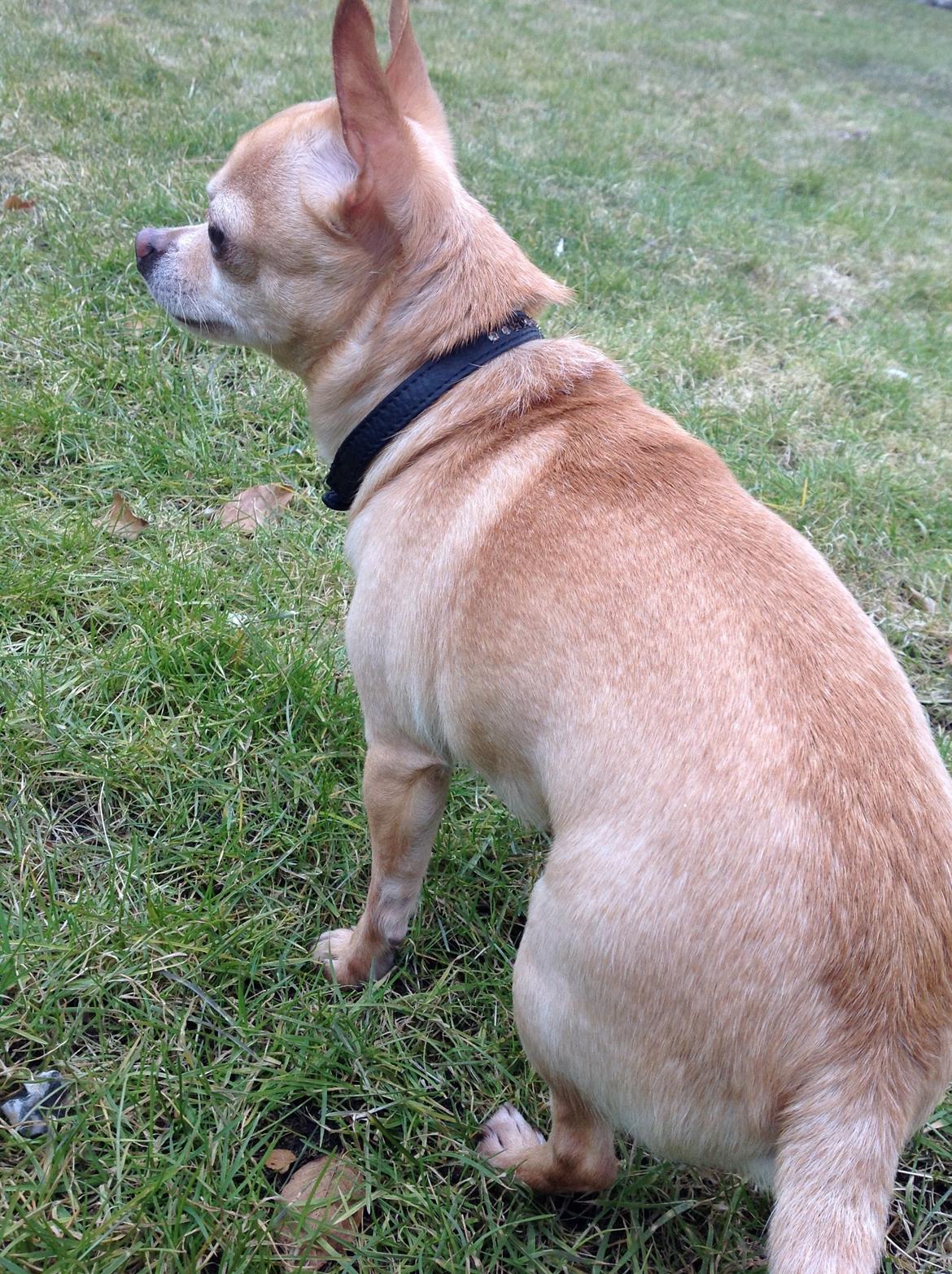 Chihuahua Taco (Lamborghini vom Hochmoor) billede 20