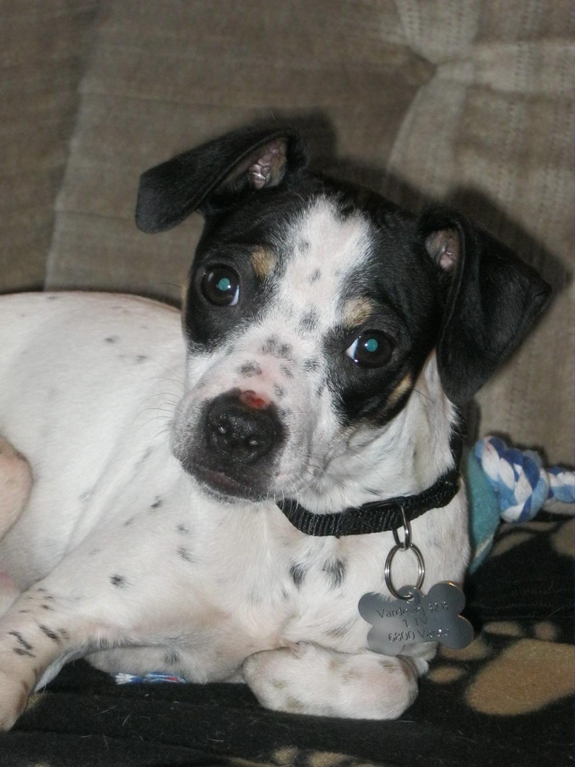 Dansk svensk gaardhund Dixie (bor hos en anden) billede 11