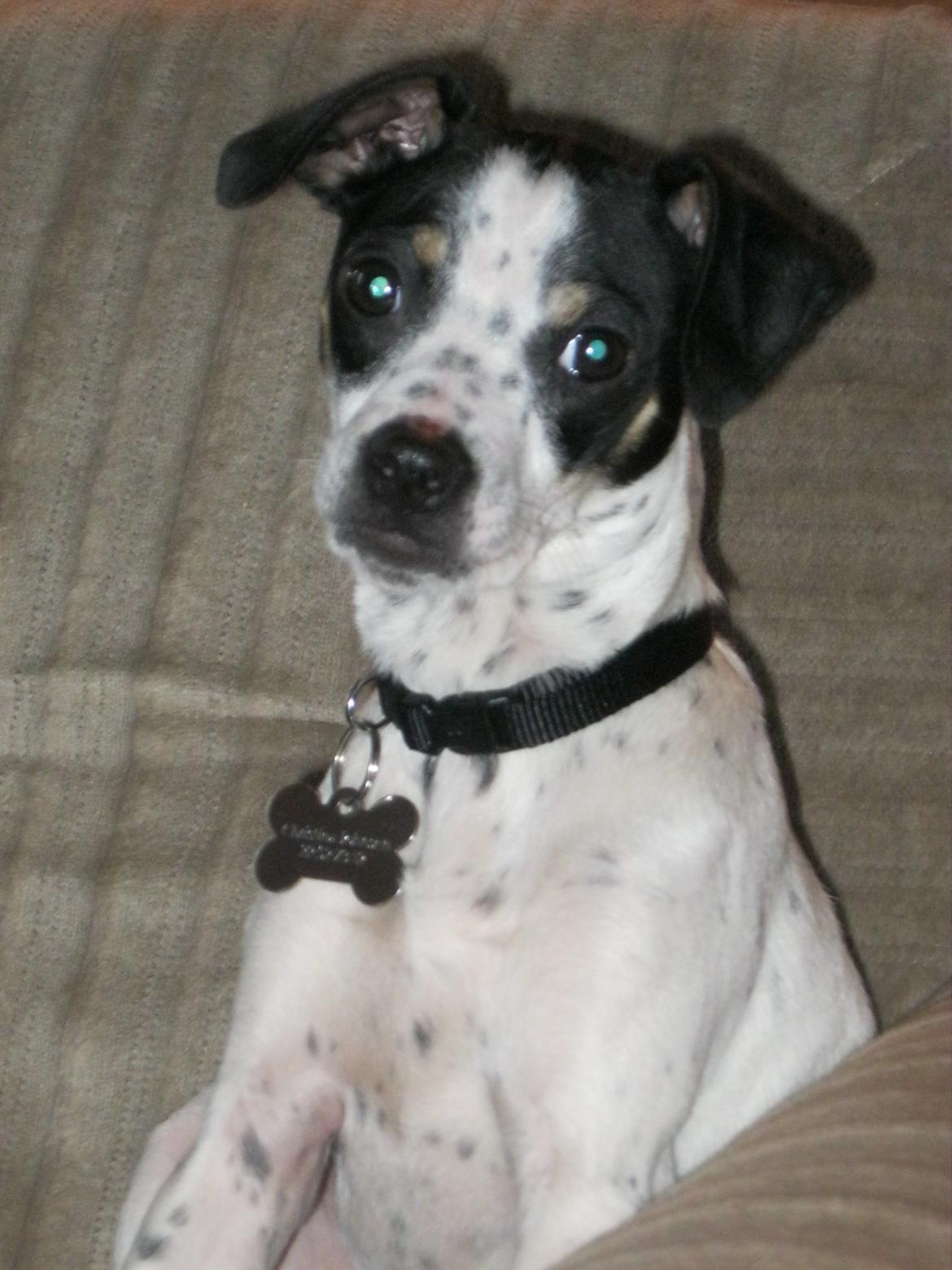 Dansk svensk gaardhund Dixie (bor hos en anden) billede 12