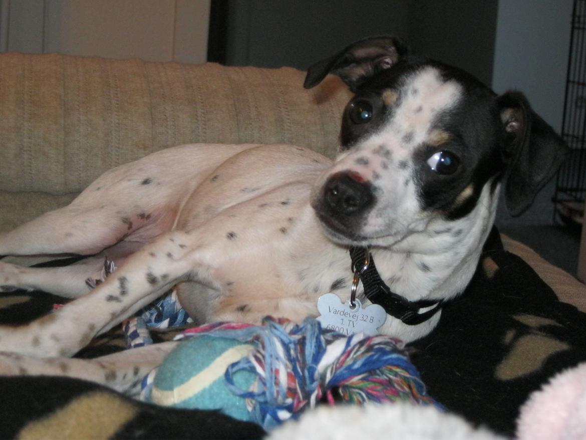 Dansk svensk gaardhund Dixie (bor hos en anden) billede 13